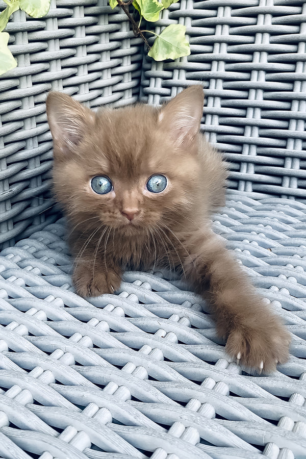 Fluffy ginger british shorthair kitten with blue eyes resting on gray wicker chair highlighting purebred kitties and health guarantee