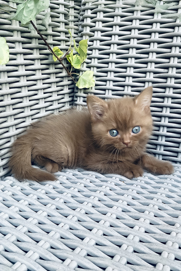 A fluffy caramel british shorthair kitten with striking blue eyes rests on a gray woven outdoor chair with comprehensive health guarantee
