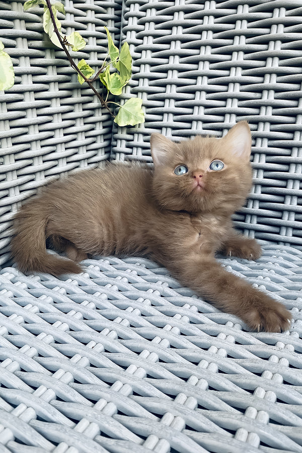 A fluffy ginger british shorthair kitten with striking blue eyes rests on a gray woven outdoor chair with comprehensive health guarantee