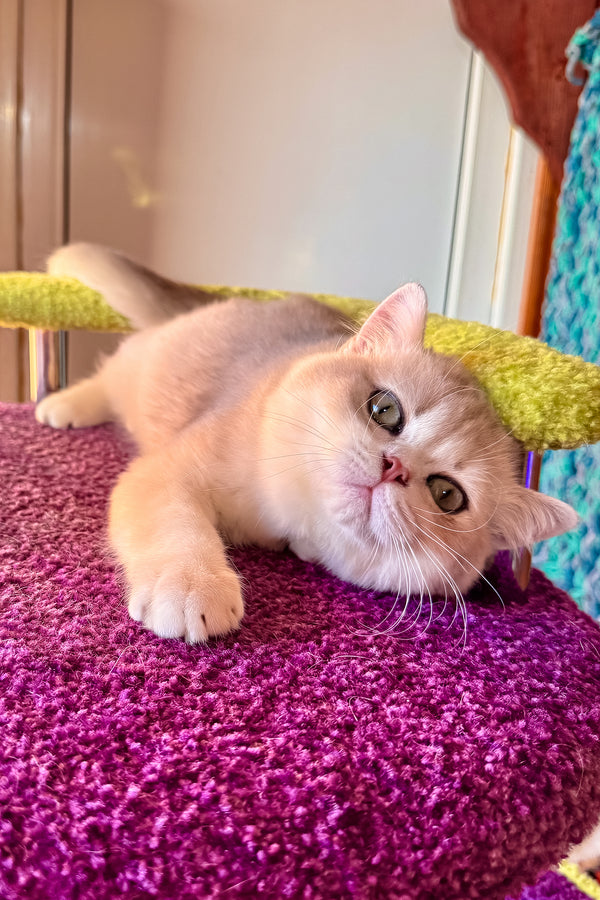 Indigo | British Shorthair Kitten
