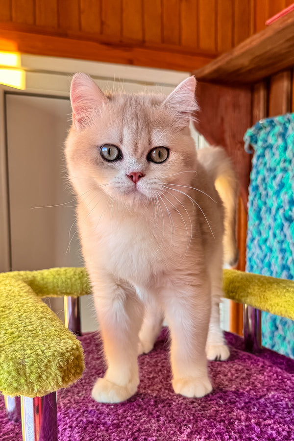 Indigo | British Shorthair Kitten