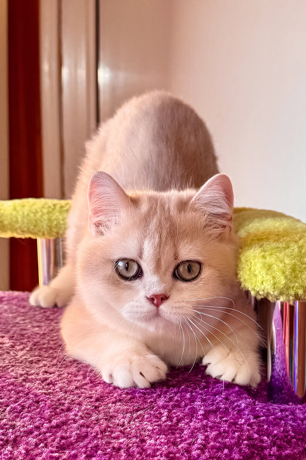 Indigo | British Shorthair Kitten