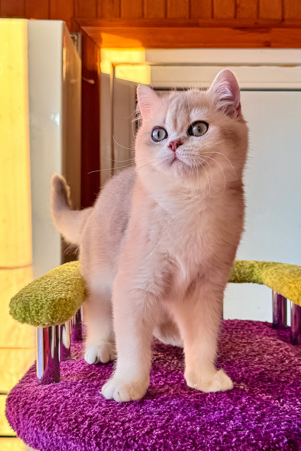 Indigo | British Shorthair Kitten