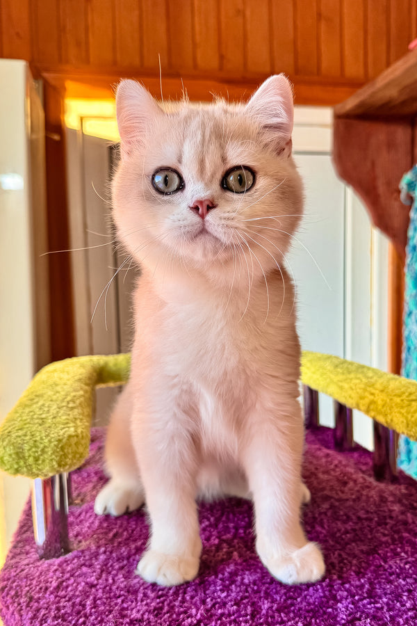 Indigo | British Shorthair Kitten
