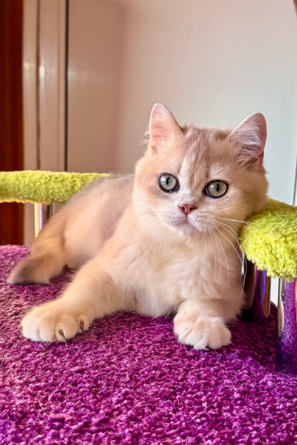 Indigo | British Shorthair Kitten