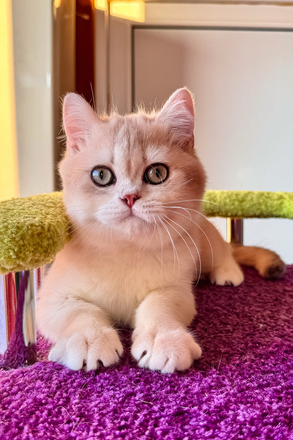 Indigo | British Shorthair Kitten