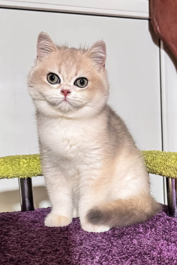 Indigo | British Shorthair Kitten