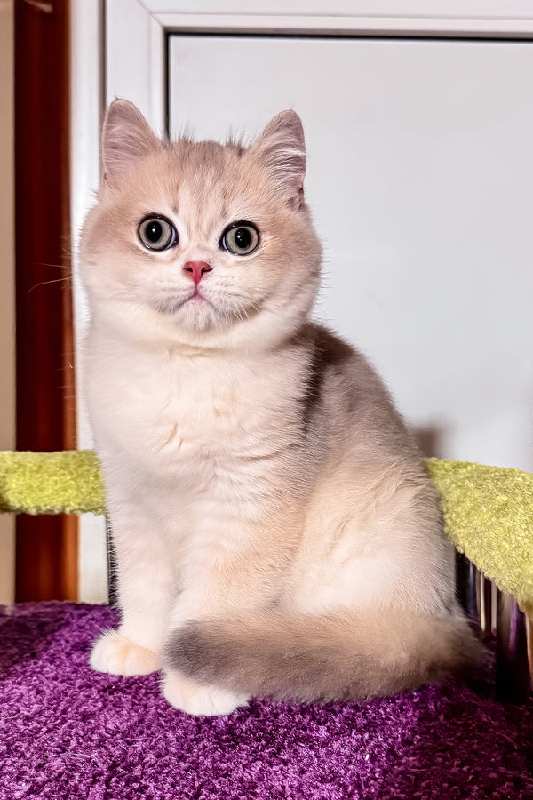 Indigo | British Shorthair Kitten