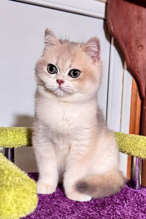 Indigo | British Shorthair Kitten