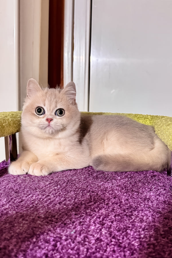 Indigo | British Shorthair Kitten
