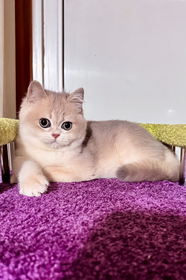 Indigo | British Shorthair Kitten