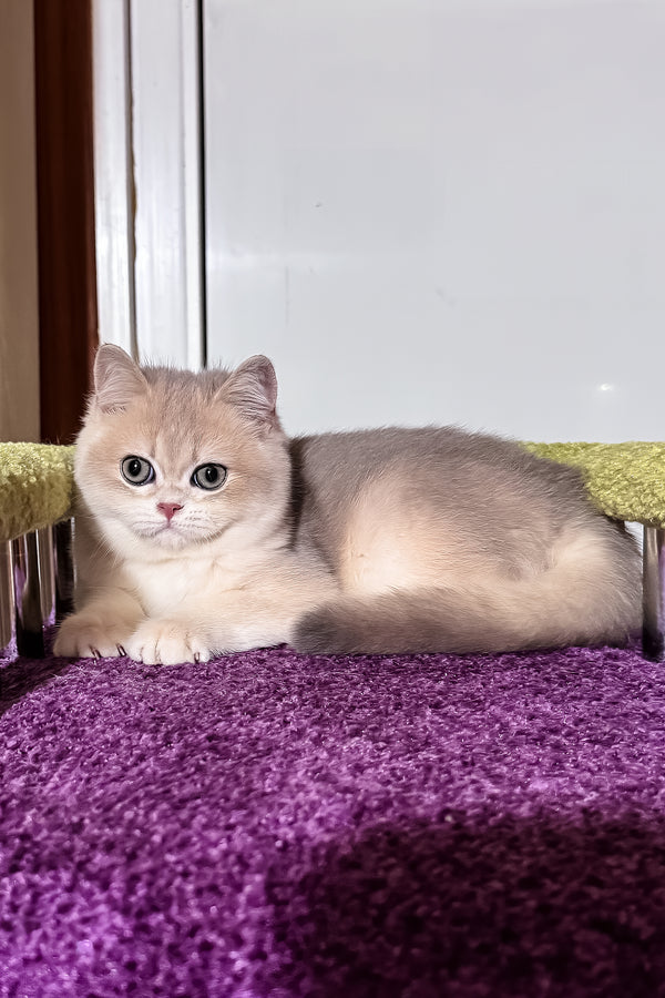 Indigo | British Shorthair Kitten