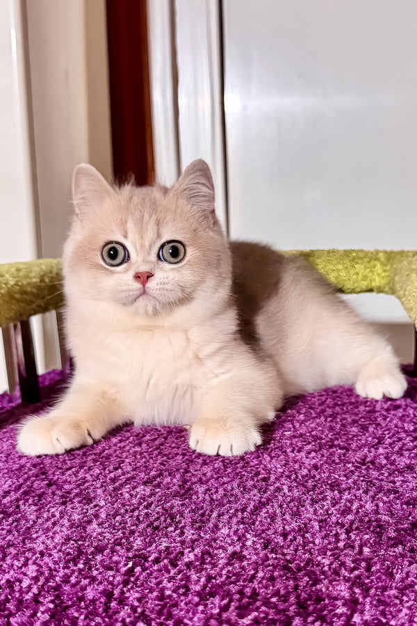Indigo | British Shorthair Kitten