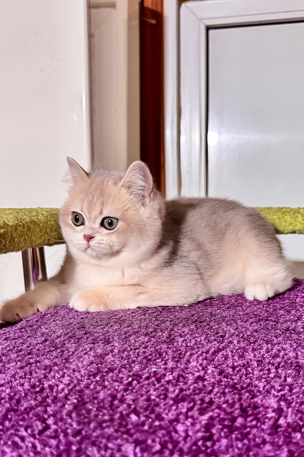 Indigo | British Shorthair Kitten