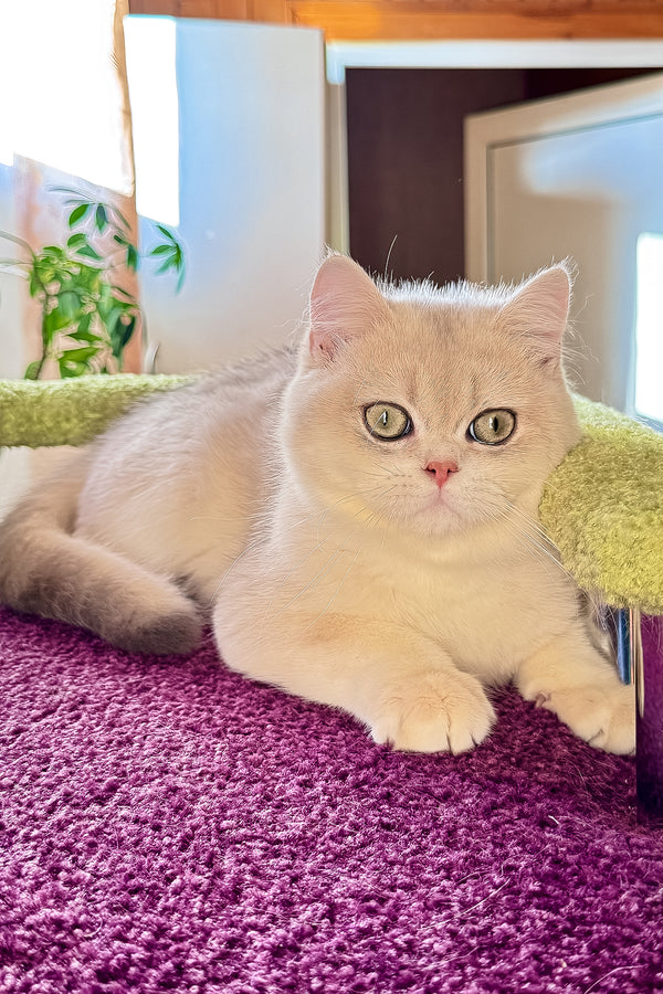 Indigo | British Shorthair Kitten