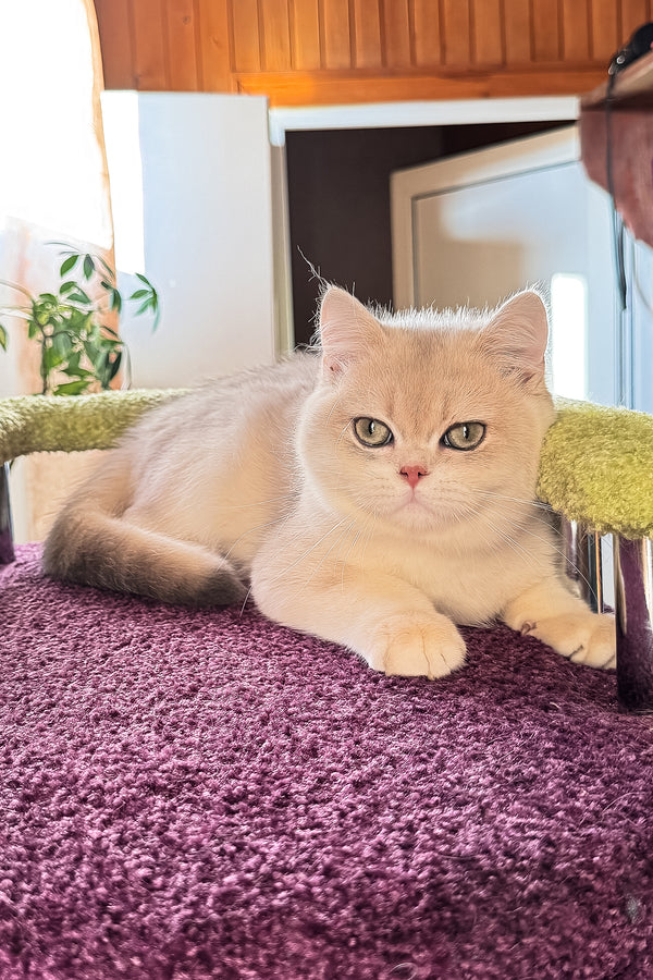 Indigo | British Shorthair Kitten