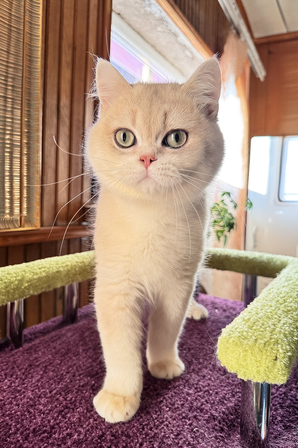 Indigo | British Shorthair Kitten