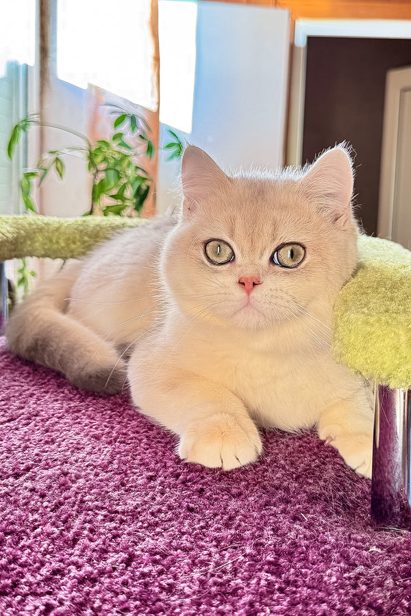 Indigo | British Shorthair Kitten