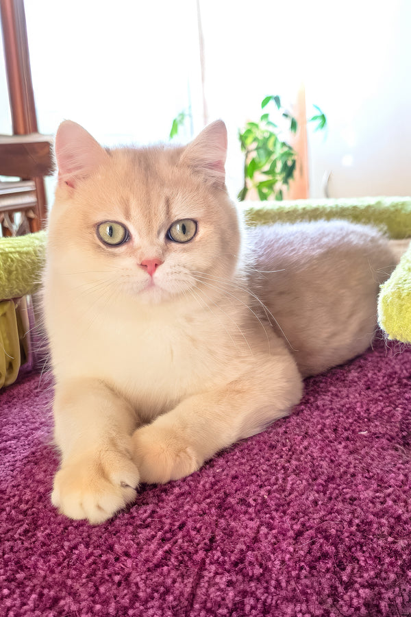 Indigo | British Shorthair Kitten