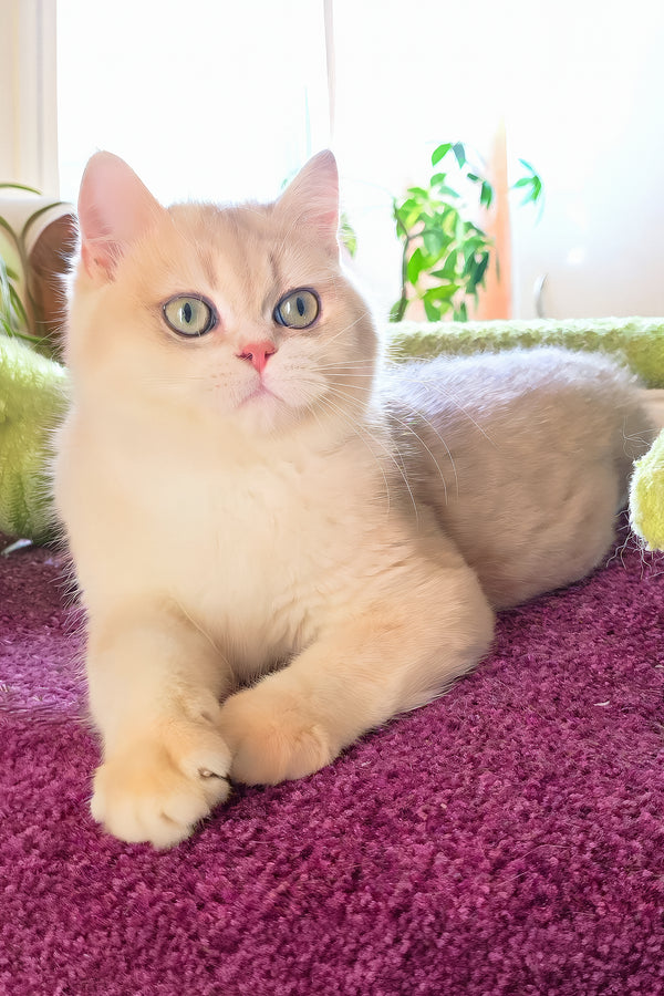 Indigo | British Shorthair Kitten