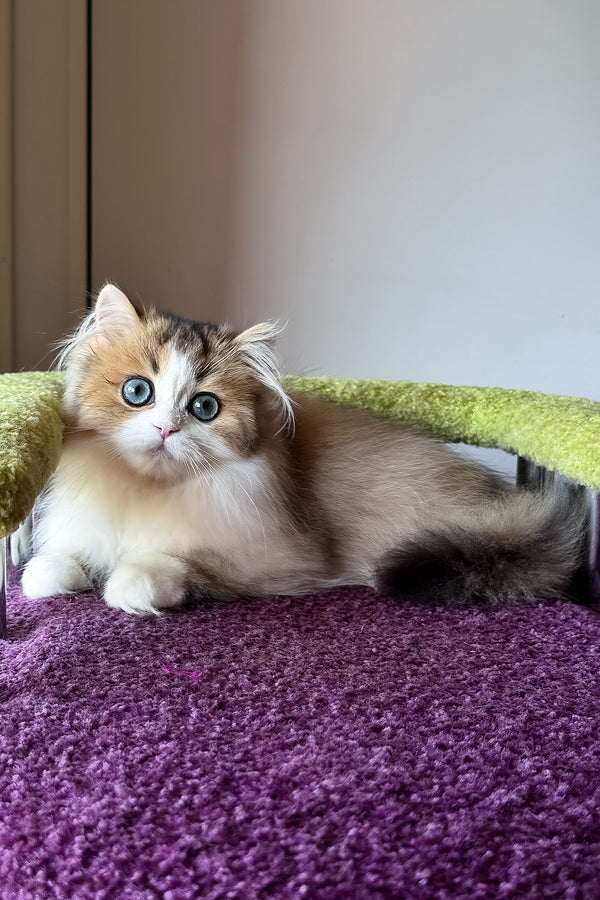 Indy | Scottish Straight Longhair Kitten