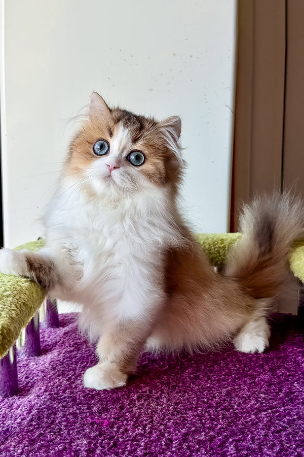 Indy | Scottish Straight Longhair Kitten