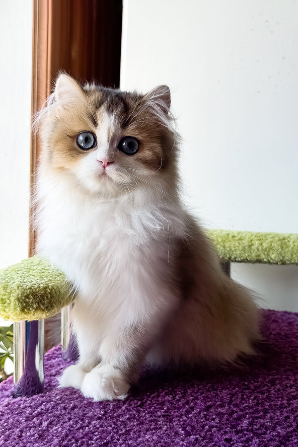 Indy | Scottish Straight Longhair Kitten