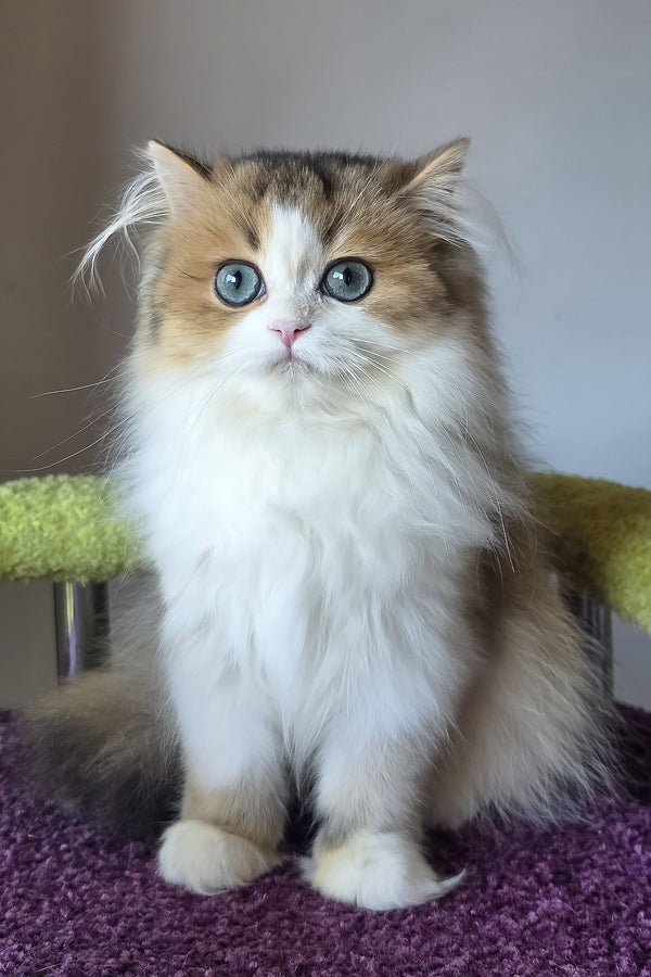 Indy | Scottish Straight Longhair Kitten
