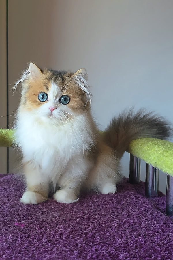 Indy | Scottish Straight Longhair Kitten