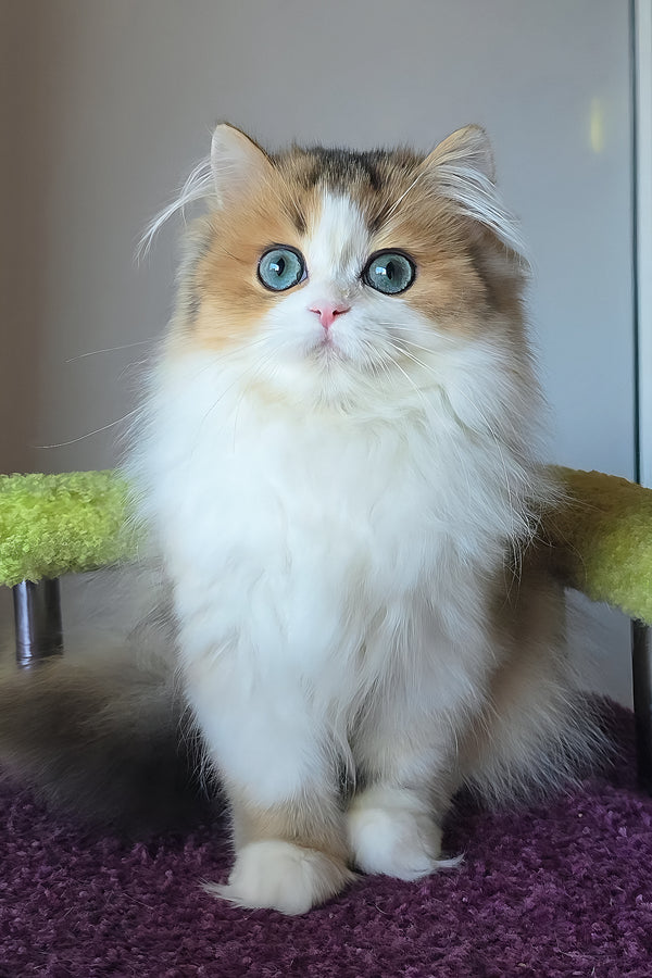 Indy | Scottish Straight Longhair Kitten
