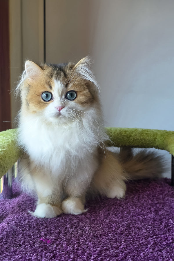 Indy | Scottish Straight Longhair Kitten