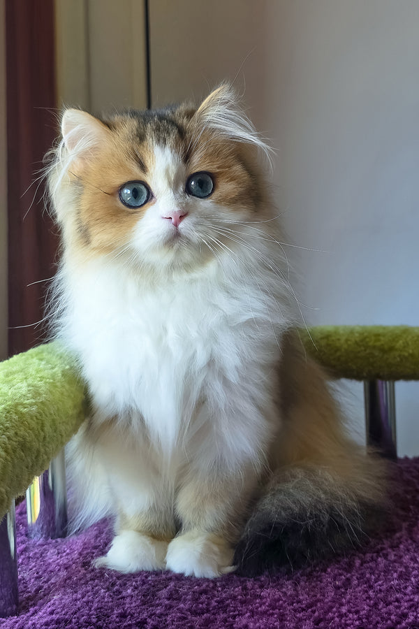 Indy | Scottish Straight Longhair Kitten