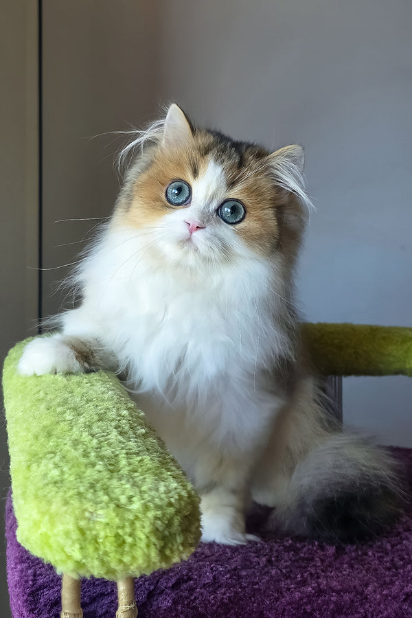 Indy | Scottish Straight Longhair Kitten