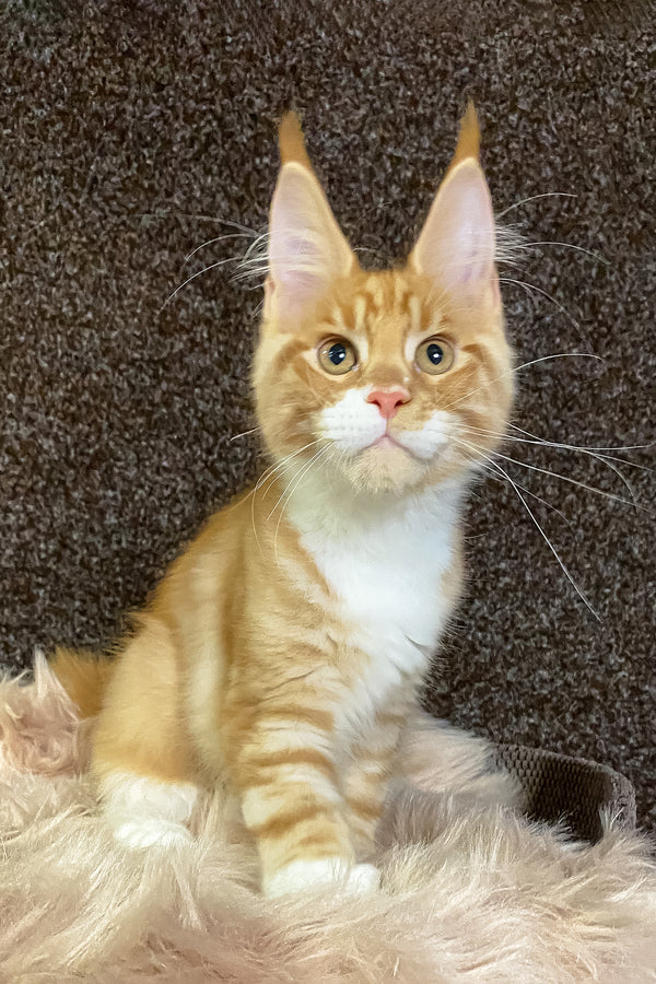 Infant | Maine Coon Kitten