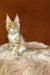 Infant | Maine Coon Kitten