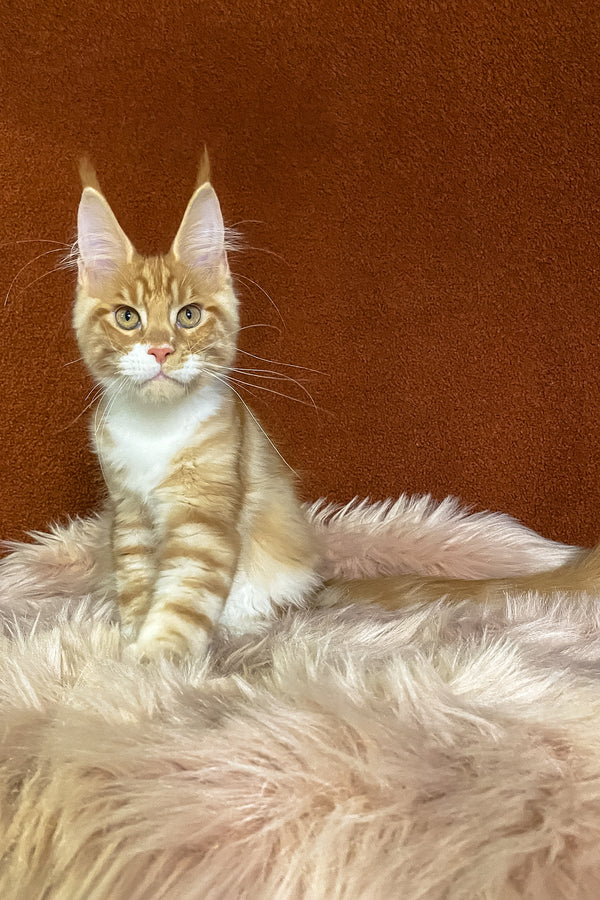 Infant | Maine Coon Kitten