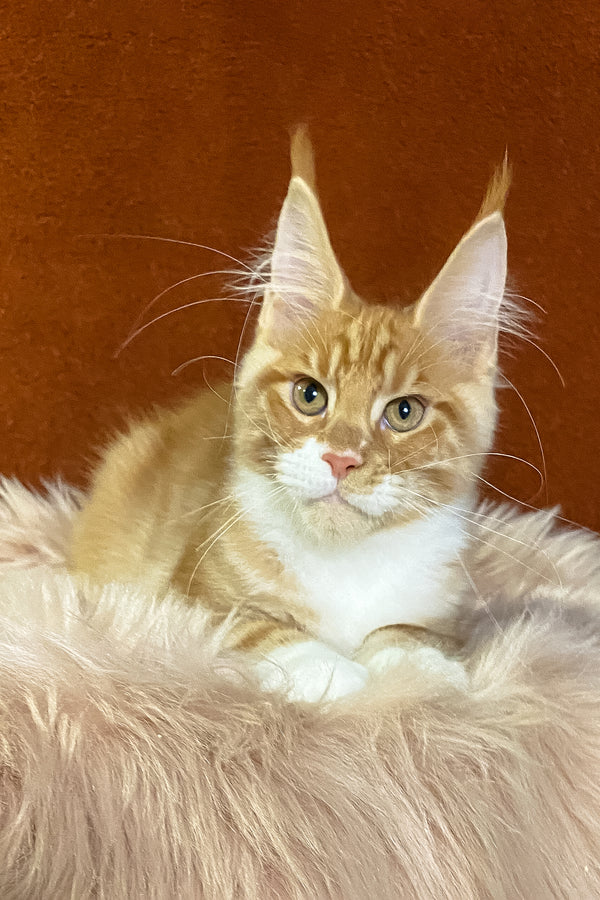 Infant | Maine Coon Kitten