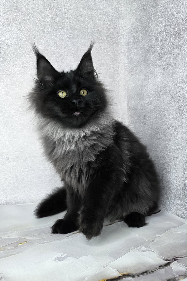 Infiniti | Maine Coon Kitten