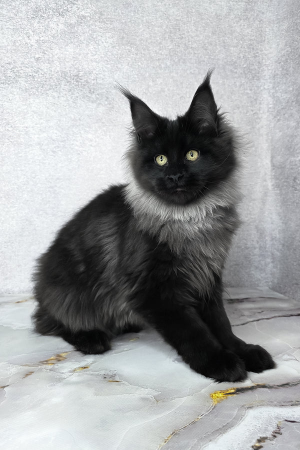 Infiniti | Maine Coon Kitten