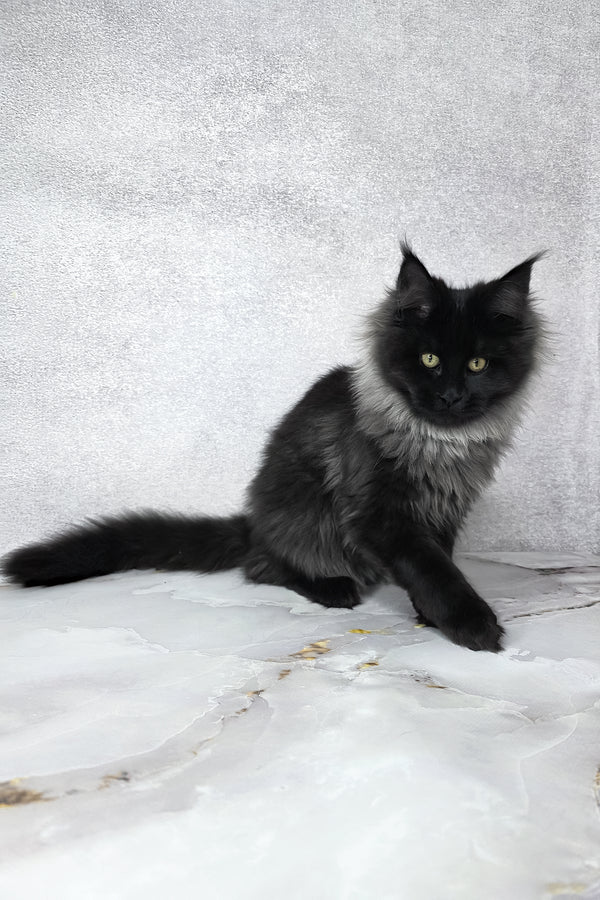 Infiniti | Maine Coon Kitten