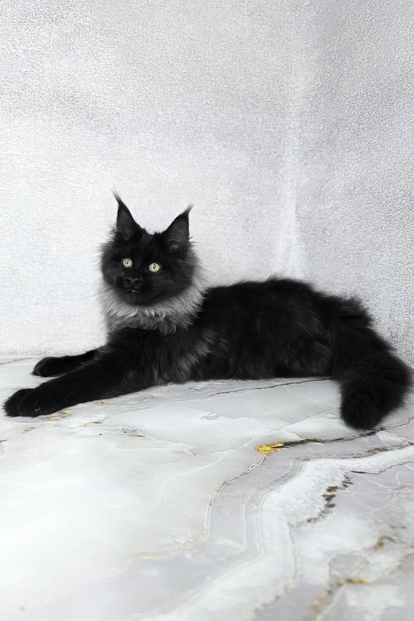 Infiniti | Maine Coon Kitten