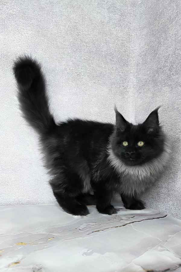 Infiniti | Maine Coon Kitten