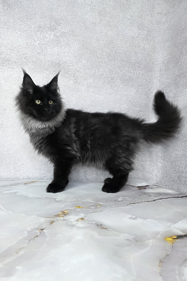 Infiniti | Maine Coon Kitten