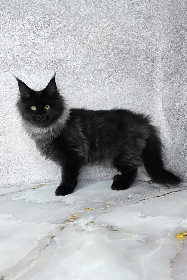 Infiniti | Maine Coon Kitten