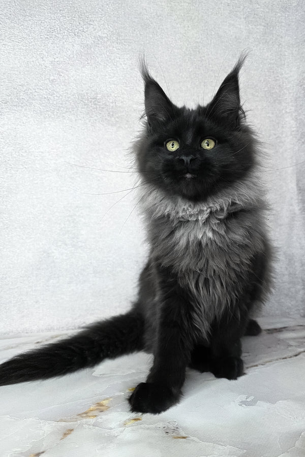 Infiniti | Maine Coon Kitten