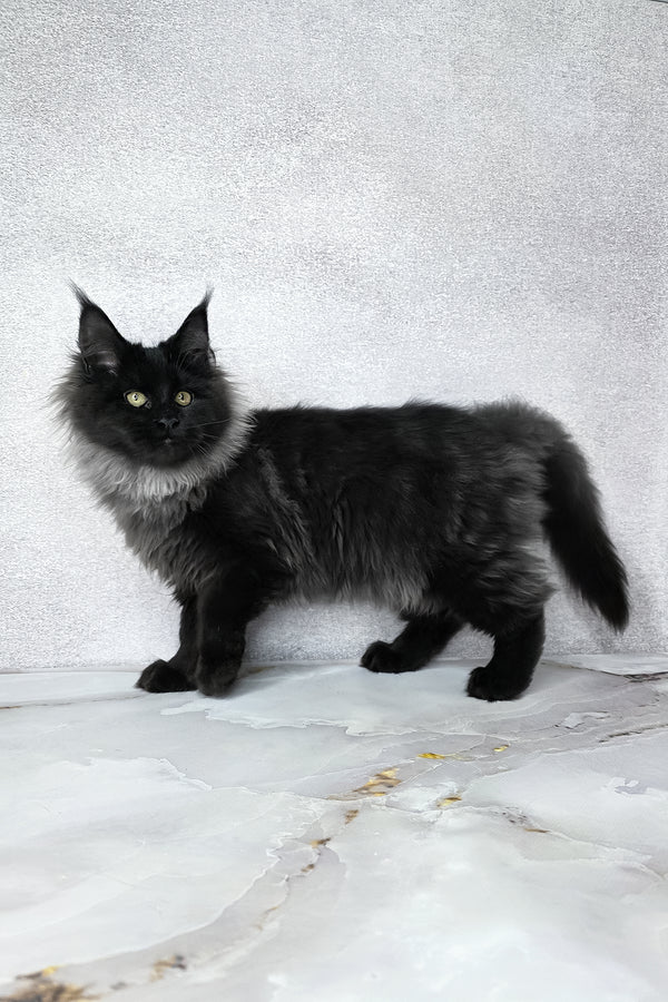 Infiniti | Maine Coon Kitten