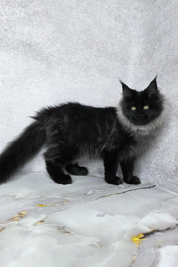 Infiniti | Maine Coon Kitten