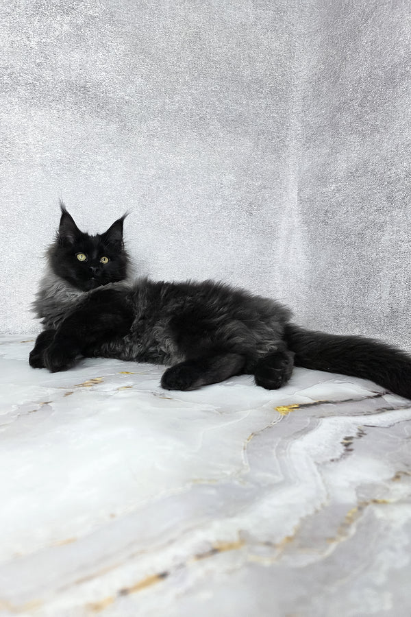 Infiniti | Maine Coon Kitten