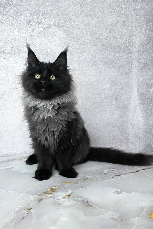 Infiniti | Maine Coon Kitten