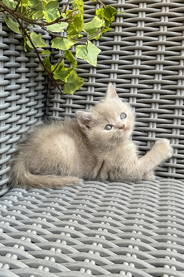 Infiniti | British Shorthair Kitten